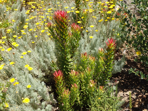 Kirstenbosch National Botanical Garden.